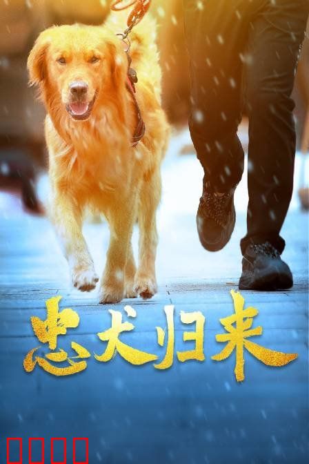 忠犬归来：十年等待不言弃