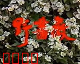 野蔷薇：复仇之花的绽放